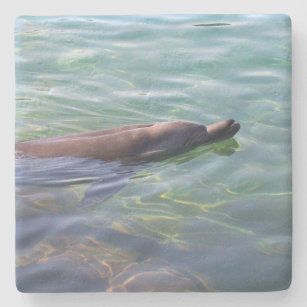 Cute Swimming Dolphin Stone Coaster