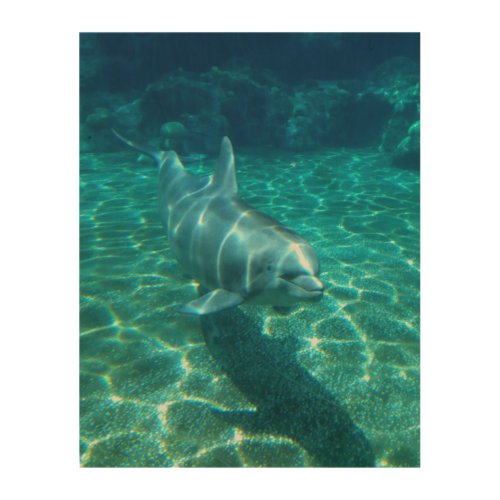 Cute Swimming Dolphin Wood Wall Art