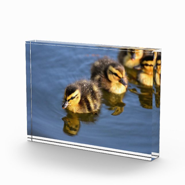 Cute swimming ducklings photo block (Right)