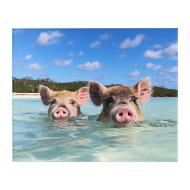 Cute Swimming Pig Exuma Bahamas Acrylic Print (Front)