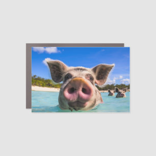 Cute Swimming Pig Exuma Bahamas Car Magnet