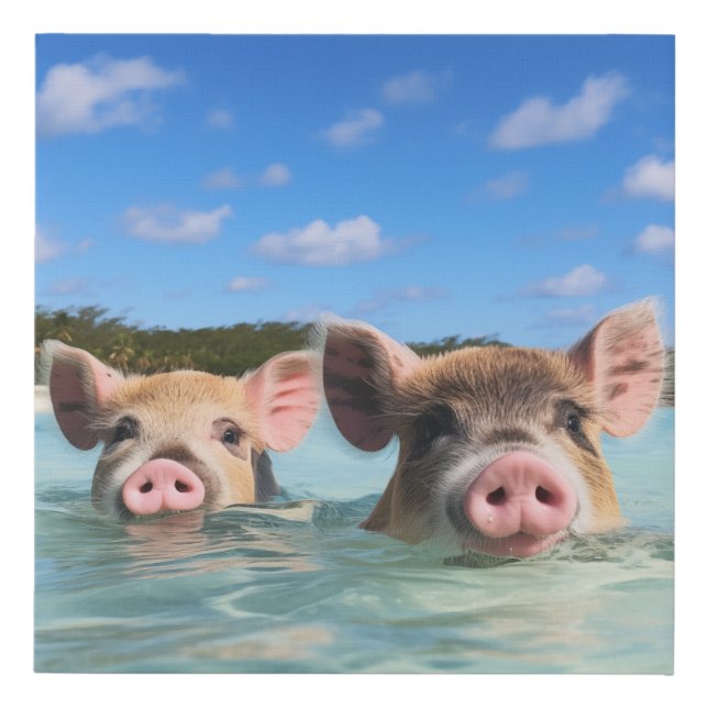 Cute Swimming Pig Exuma Bahamas Faux Canvas Print (Front)