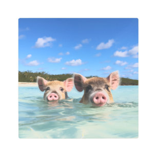 Cute Swimming Pig Exuma Bahamas Metal Print