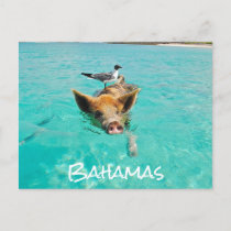 Cute Swimming Pig Exuma Bahamas Postcard
