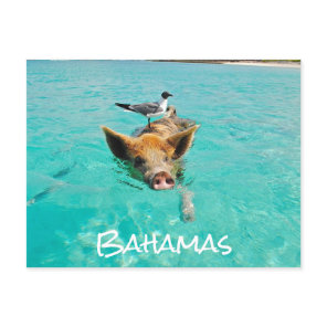 Cute Swimming Pig Exuma Bahamas Postcard