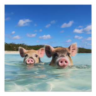 Cute Swimming Pig Exuma Bahamas Poster