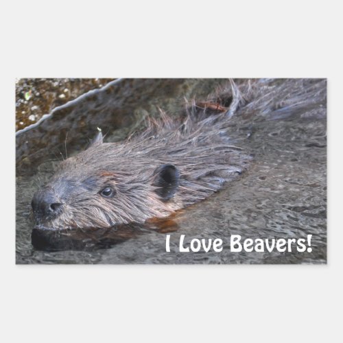 Cute Swimming Wild Beaver Wildlife Photo Rectangular Sticker