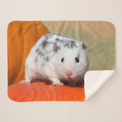 Cute Syrian Hamster White Black SpotsFunny Pet on Sherpa Blanket