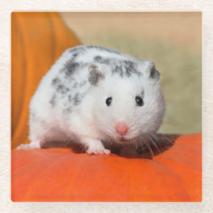 Cute Syrian Hamster White Black Spotted Funny Pet Glass Coaster