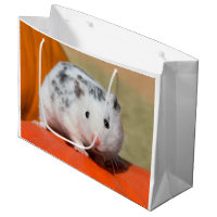 Large hotsell syrian hamster