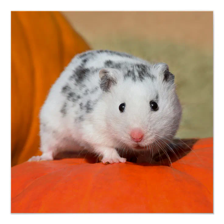 Cute Syrian Hamster White Black Spotted Funny Pet Poster | Zazzle