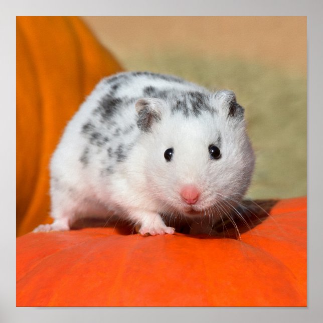 Cute Syrian Hamster White Black Spotted Funny Pet Poster (Front)