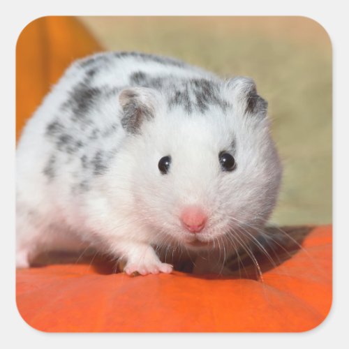 Cute Syrian Hamster White Black Spotted Funny Pet Square Sticker