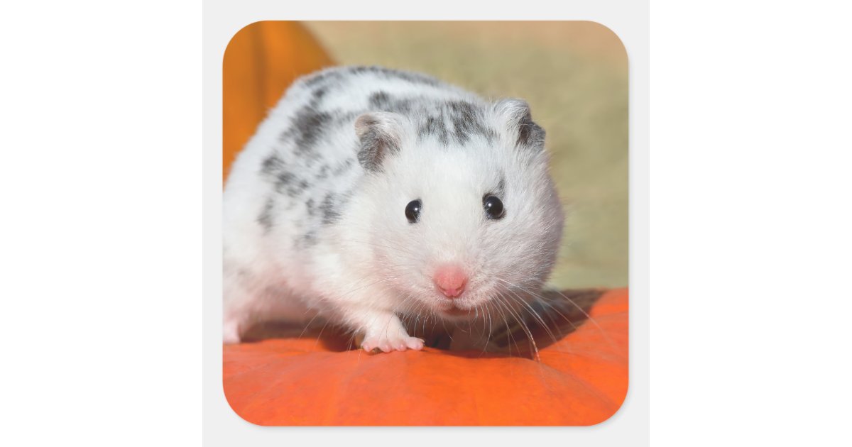 Cute Syrian Hamster White Black Spotted Funny Pet Square Sticker | Zazzle