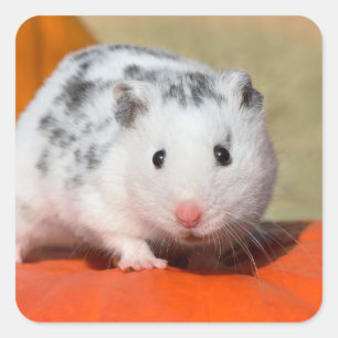 Cute Syrian Hamster White Black Spotted Funny Pet Square Sticker