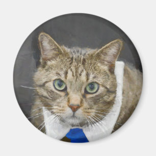 Cute Tabby Cat Brown Grey Blue Tie Pet Magnet