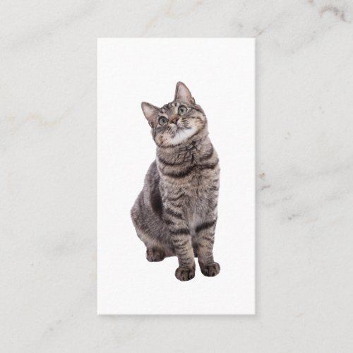 Cute Tabby Cat Business Card