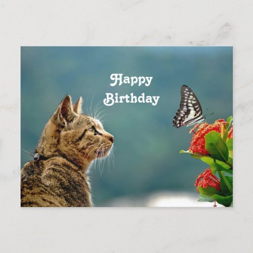 Cute Tabby Cat Butterfly Photo Birthday Postcard