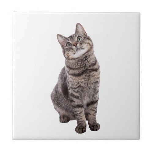 Cute Tabby Cat Ceramic Tile