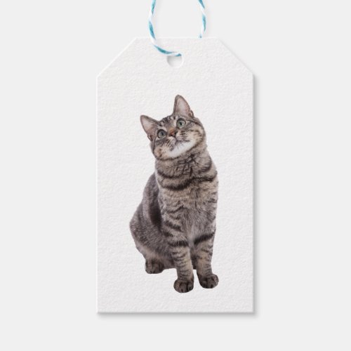 Cute Tabby Cat Gift Tags