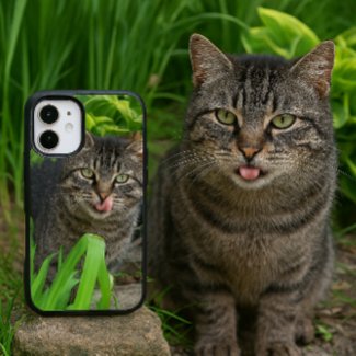 Cute Tabby Cat Kiss