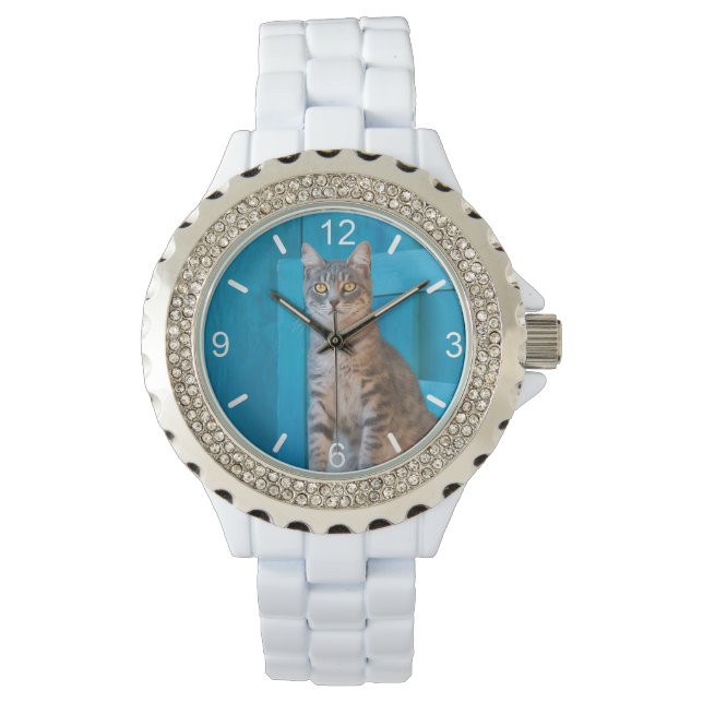 Cute Tabby Cat Kitten Blue Chair Photo  dial-plate Watch (Front)