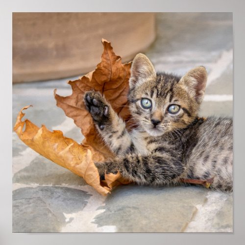 Cute Tabby Cat Kitten Playing With a Leaf _ Poster