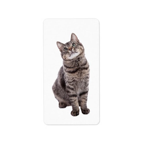 Cute Tabby Cat Label