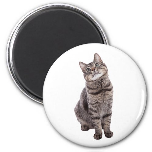 Cute Tabby Cat Magnet