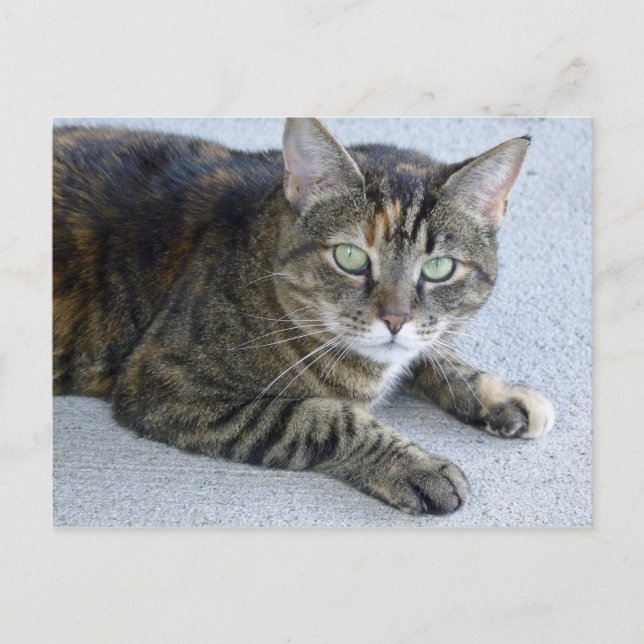 Cute Tabby Cat Photo Postcard (Front)