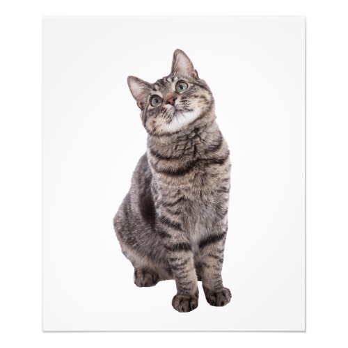 Cute Tabby Cat Photo Print