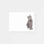 Cute Tabby Cat Post-it Notes