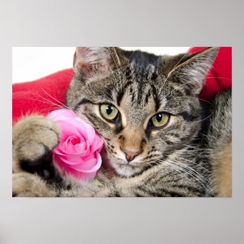 Cute Tabby Cat With Rose Poster