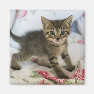 Cute Tabby Kitten Looking Surprised Magnet