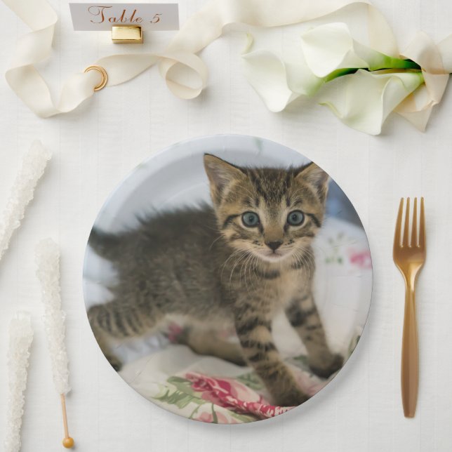  Cute Tabby Kitten Looking Surprised Paper Plates (Wedding)