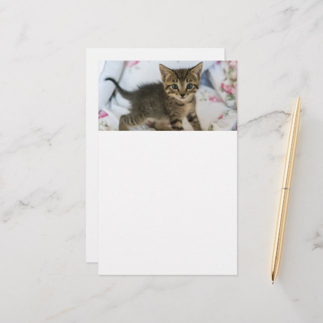 Cute Tabby Kitten Looking Surprised Stationery (Front/Back In Situ)