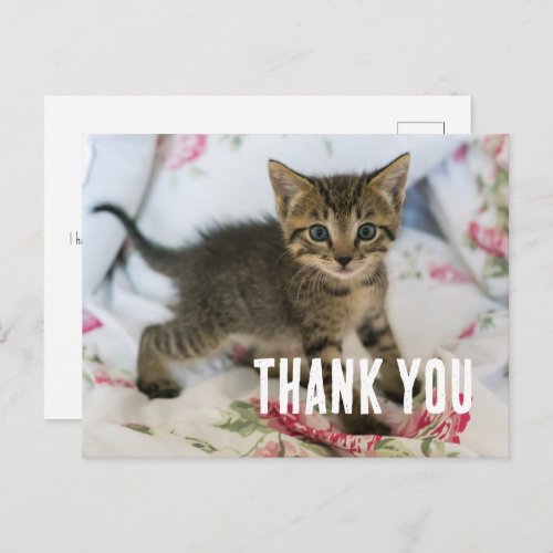 Cute Tabby Kitten Looking Surprised Thank You Postcard