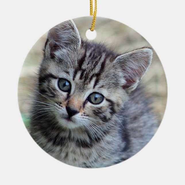 Cute Tabby Kitten Photo Ceramic Ornament (Front)