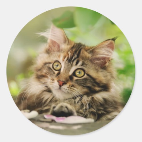 Cute Tabby Maine Coon Cat Kitten Fluffy Head Photo Classic Round Sticker