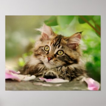 Cute Tabby Maine Coon Cat Kitten Fluffy Head Photo Poster by Kathom_Photo at Zazzle