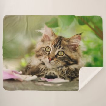Cute Tabby Maine Coon Cat Kitten Fluffy Head Photo Sherpa Blanket by Kathom_Photo at Zazzle