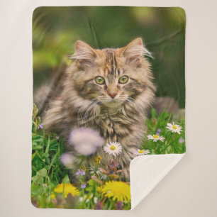 Cute Tabby Maine Coon Kitten Cat Animal Head Photo Sherpa Blanket