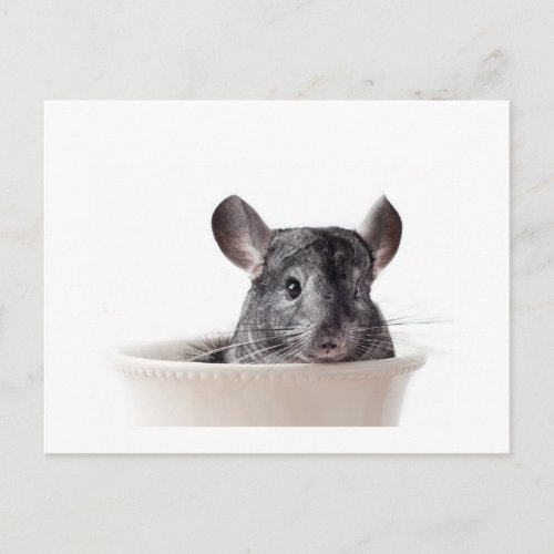 Cute Teacup Chinchilla Grey Postcard