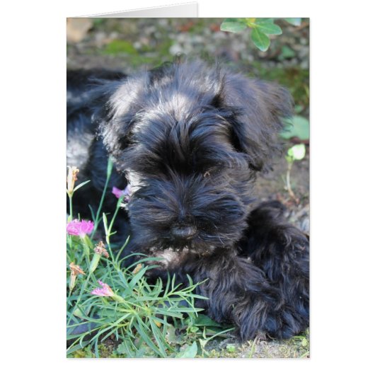 Cute Terrier Dog Cards (Front)