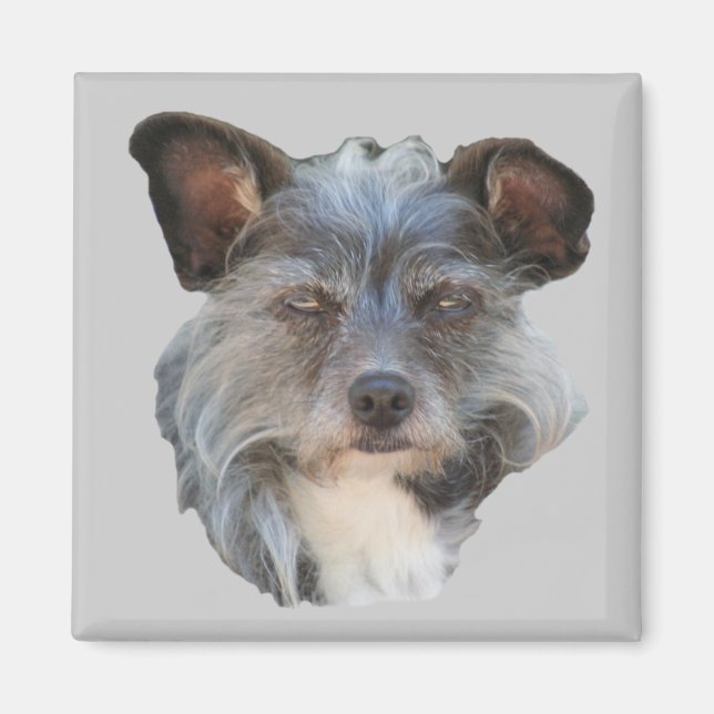 Cute Terrier Mixed Breed Mutt Dog Magnet (Front)