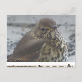 Cute Thrush Close Up DIY Postcard