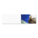 Cute Tibetan Spaniel Bumper Sticker
