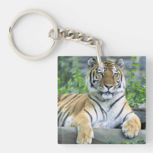 Cute Tiger in grass Keychain
