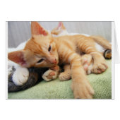 Cute Tiger Stripe Kitten (Front Horizontal)