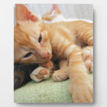 Cute Tiger Stripe Kitten